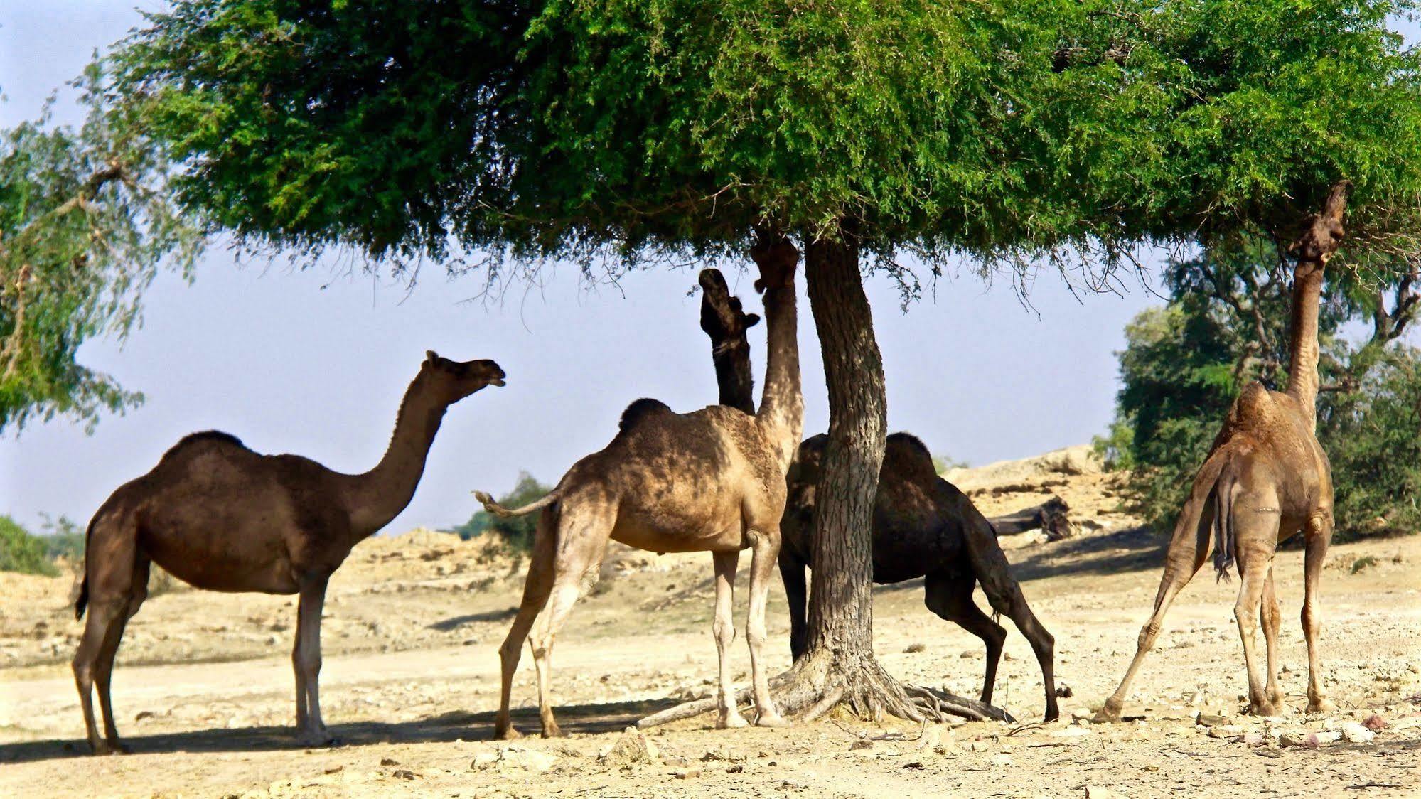 Damodra Desert Camp Jaisalmer Ngoại thất bức ảnh